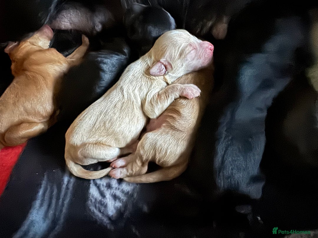 Mixed Breed dogs for sale: Sprockerpoo puppies for sale - Advert 4