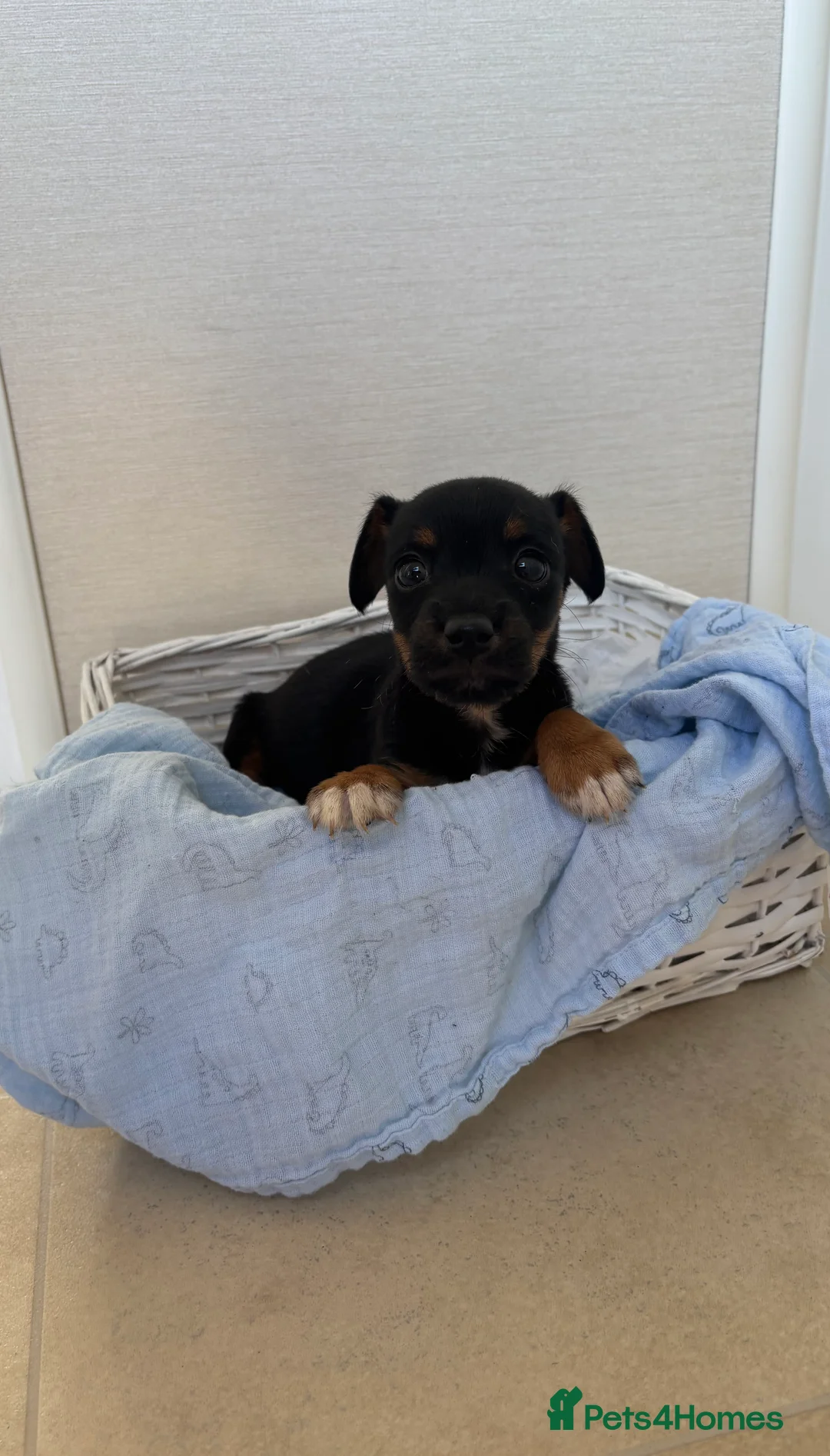 Jack Russell dogs for sale: Jack Russel Puppy For Sale  - Advert 4