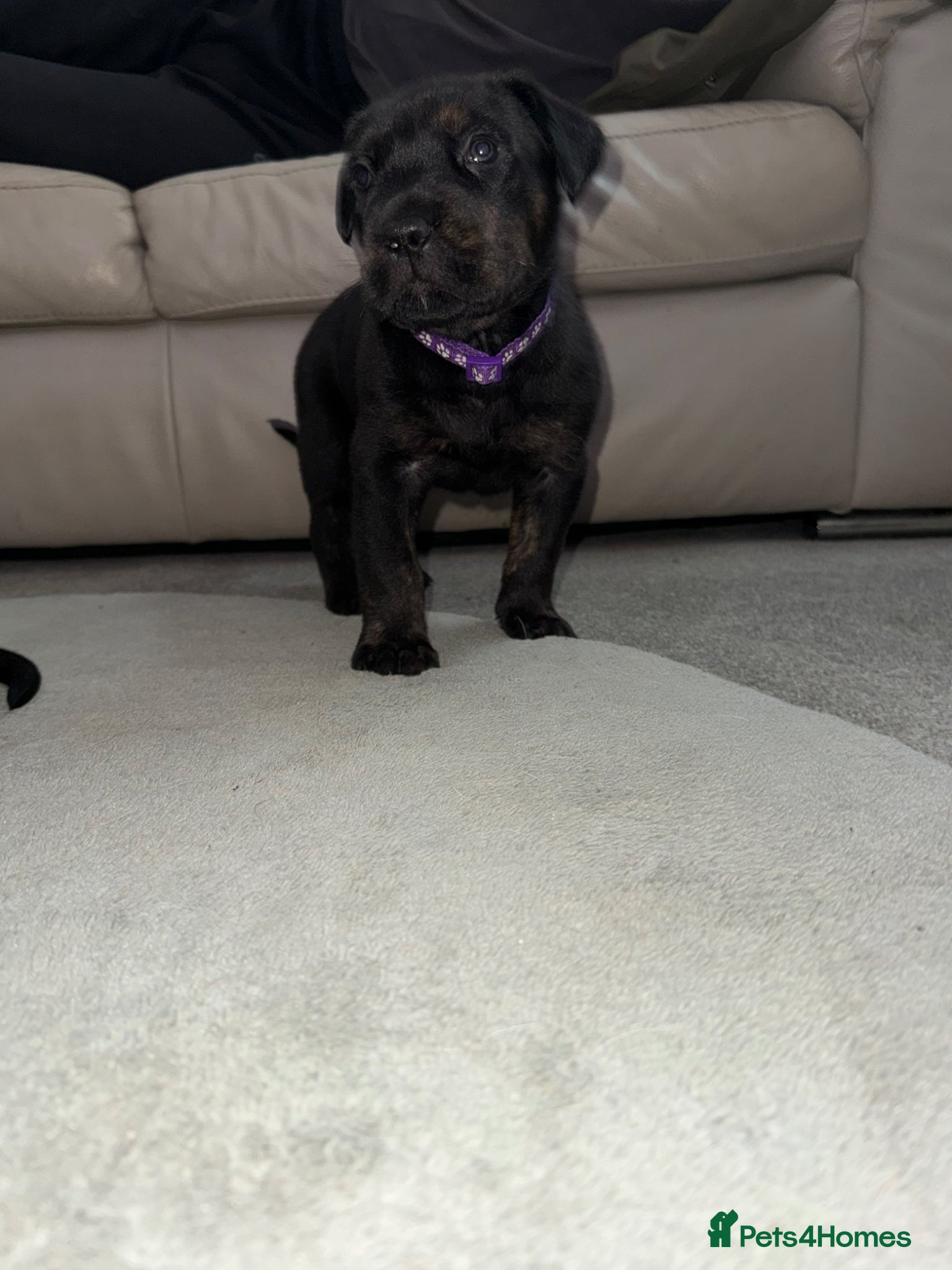 Mixed Breed dogs ❣️READY SOON❣️Cane Corso cross ❣️ - Advert 3