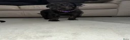 Mixed Breed dogs for sale: ❣️READY NEXT WEEK❣️Cane Corso cross ❣️ - Advert 2