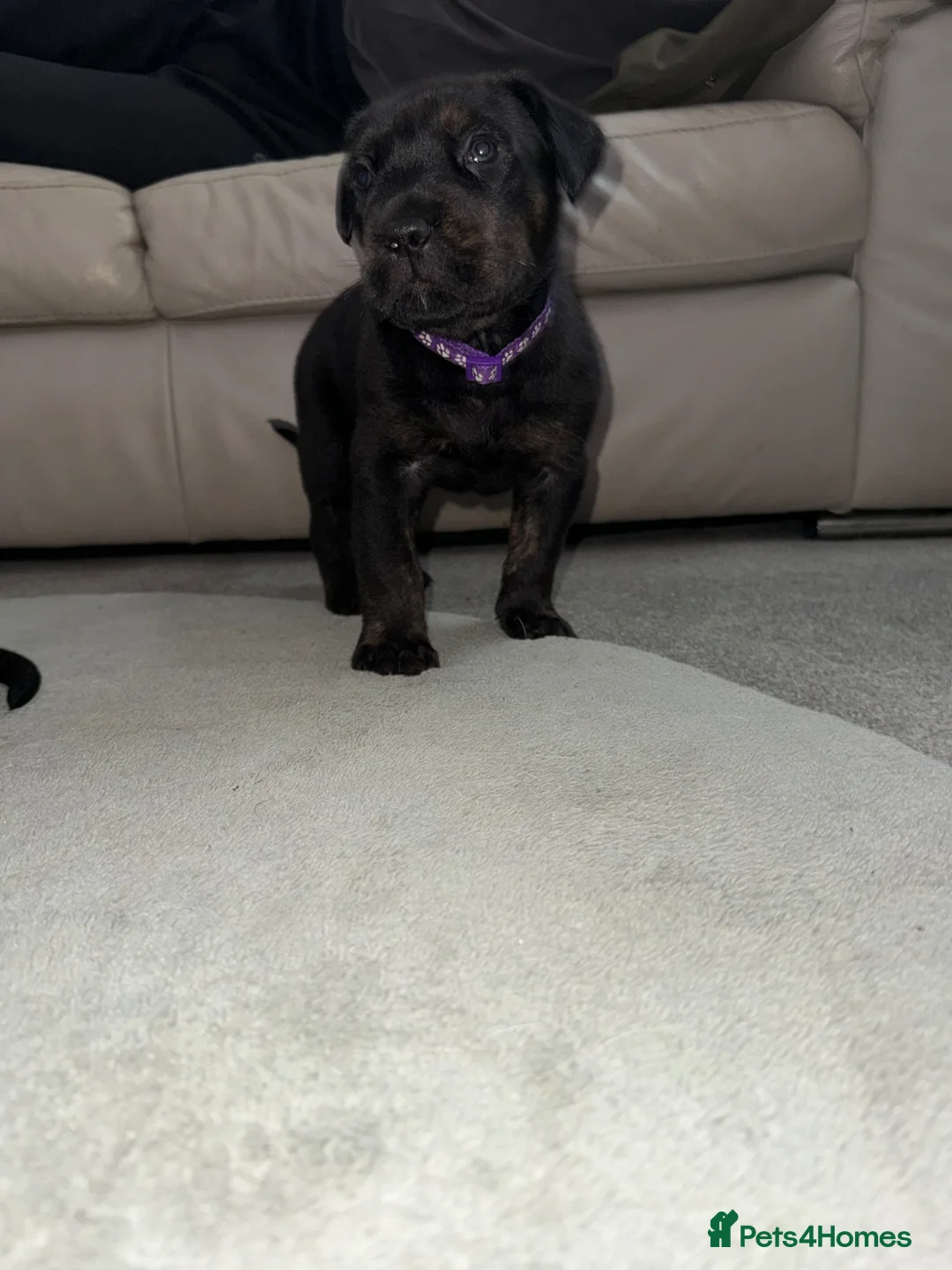 Mixed Breed dogs for sale: ❣️READY NEXT WEEK❣️Cane Corso cross ❣️ - Advert 2