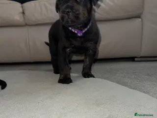 Mixed Breed dogs ❣️READY SOON❣️Cane Corso cross ❣️ - Advert 3
