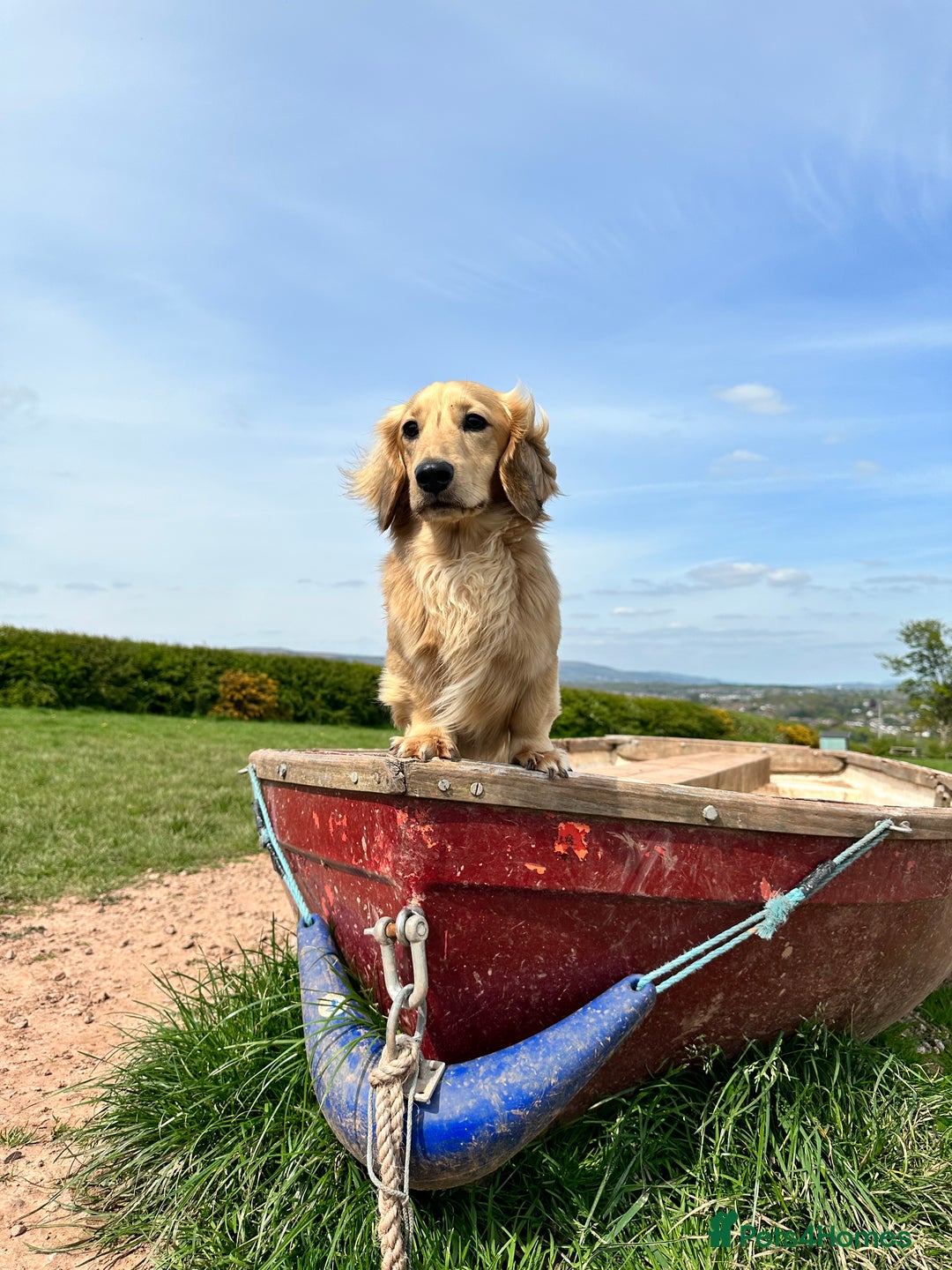Miniature Dachshund dogs for stud: miniature longhaired dachshund for stud  in Newport - Advert 9