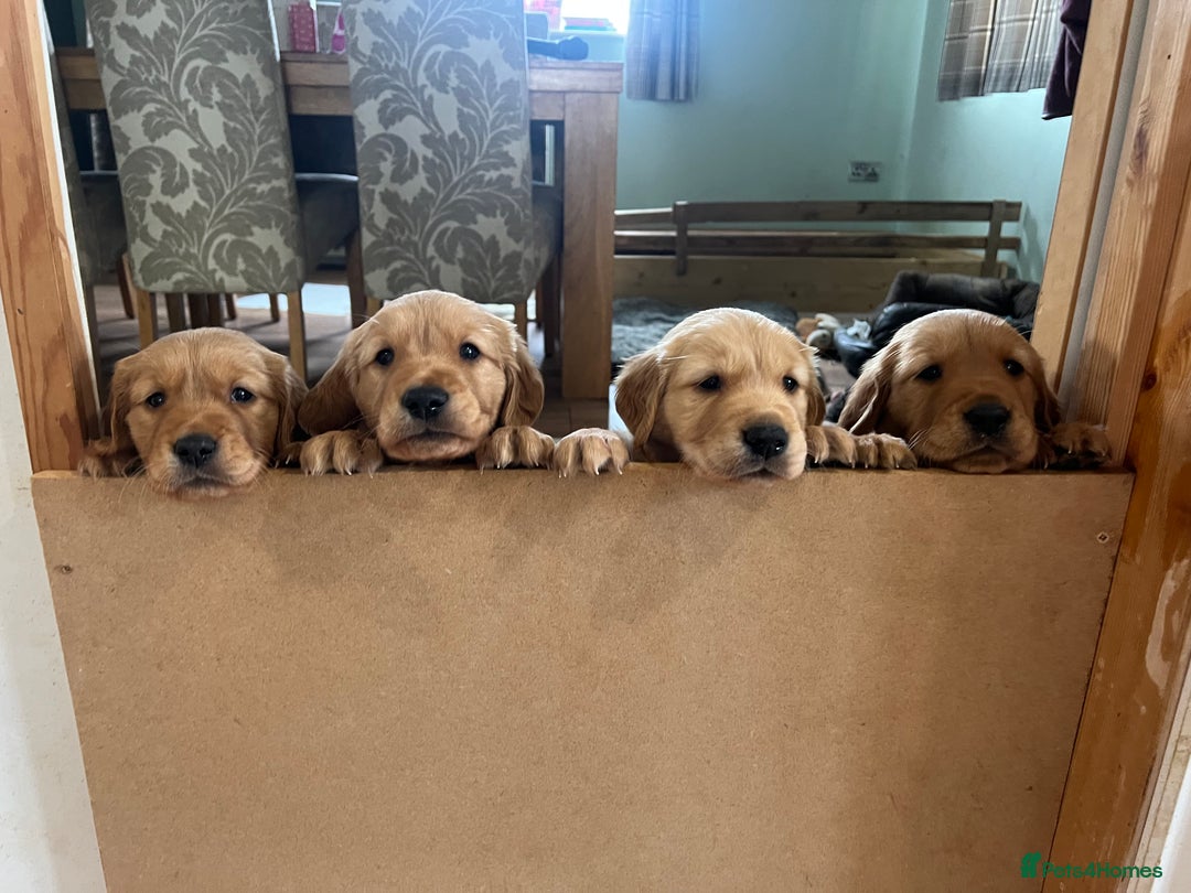 Golden Retriever dogs for sale: Gorgeous Working Type Golden Retriever Puppies  - Image 2