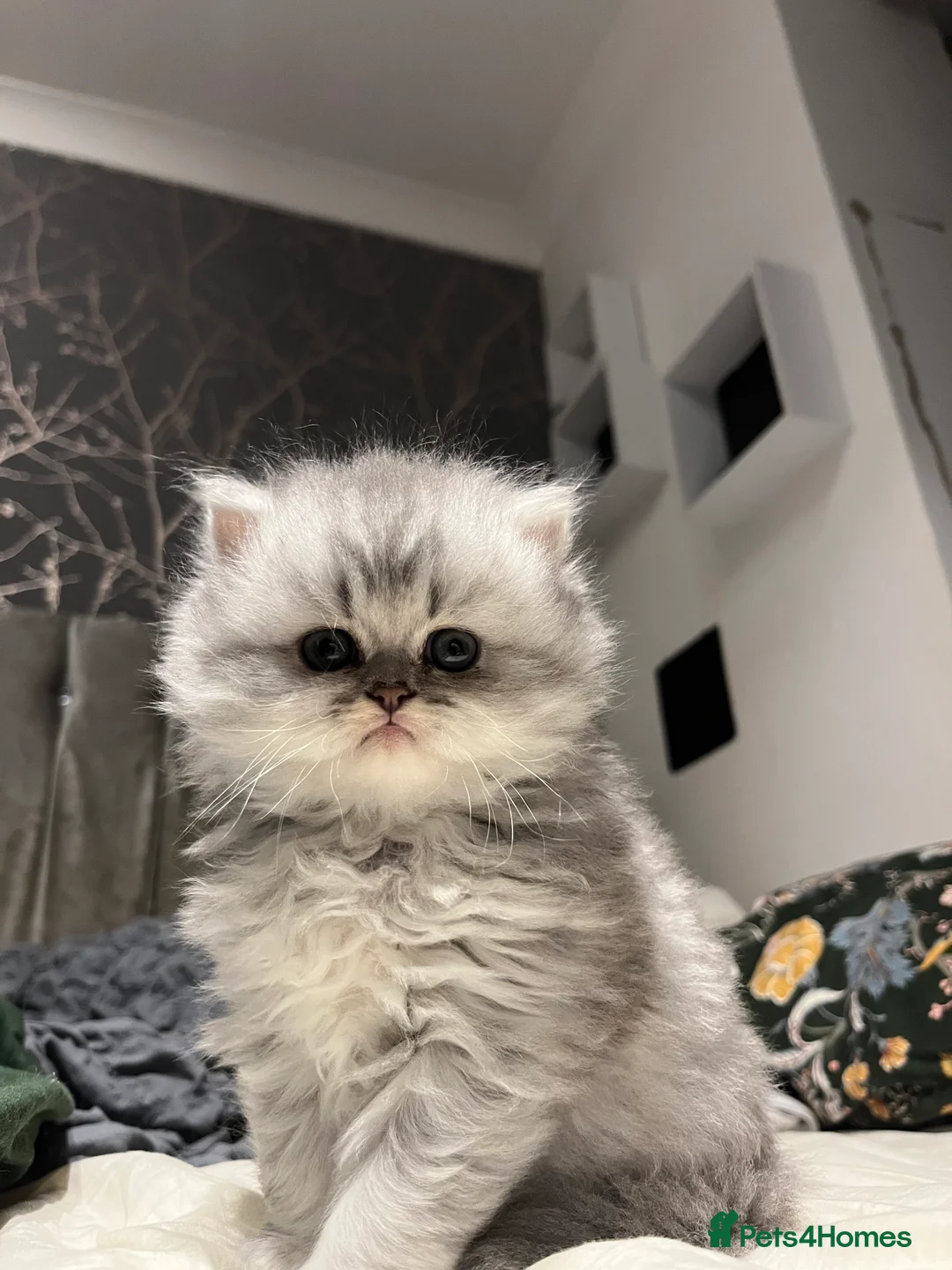 Persian cats for sale: SOLD .  - Advert 14