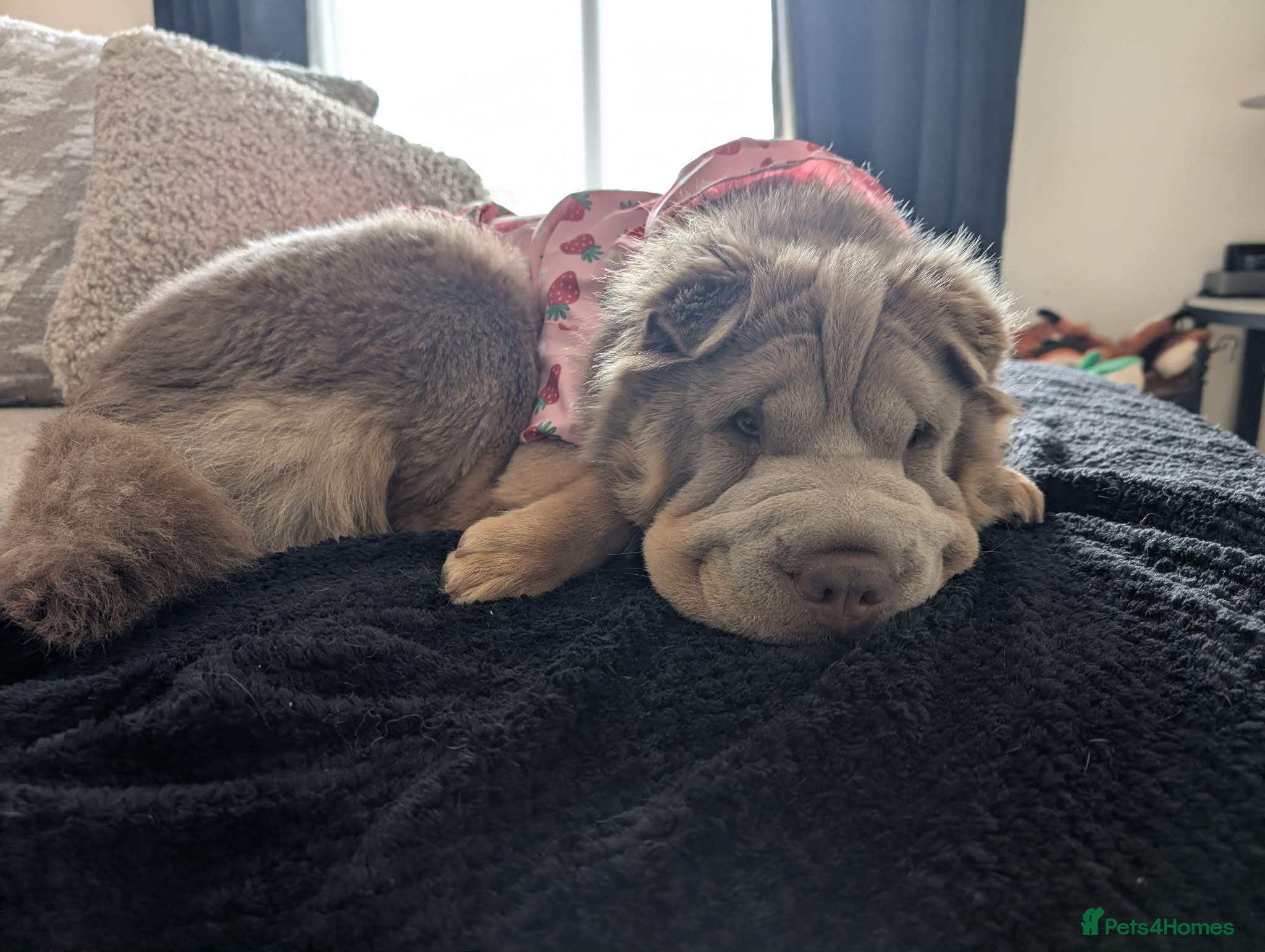 Shar Pei dogs Beautiful fluffy Shar pie needs rehoming urgently - Advert 3