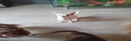 Chihuahua dogs for sale: Xx **  chihuahua white with blue eyes..... - Advert 5