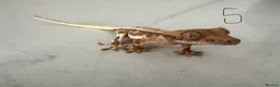Gecko reptiles for sale:  Lilly white Crested gecko babies - Advert 17