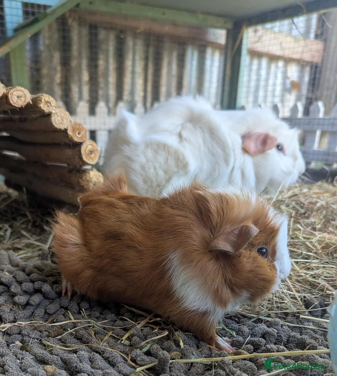 Guinea Pig rodents for sale: Guinea pig sow - RESERVED  - Advert 2