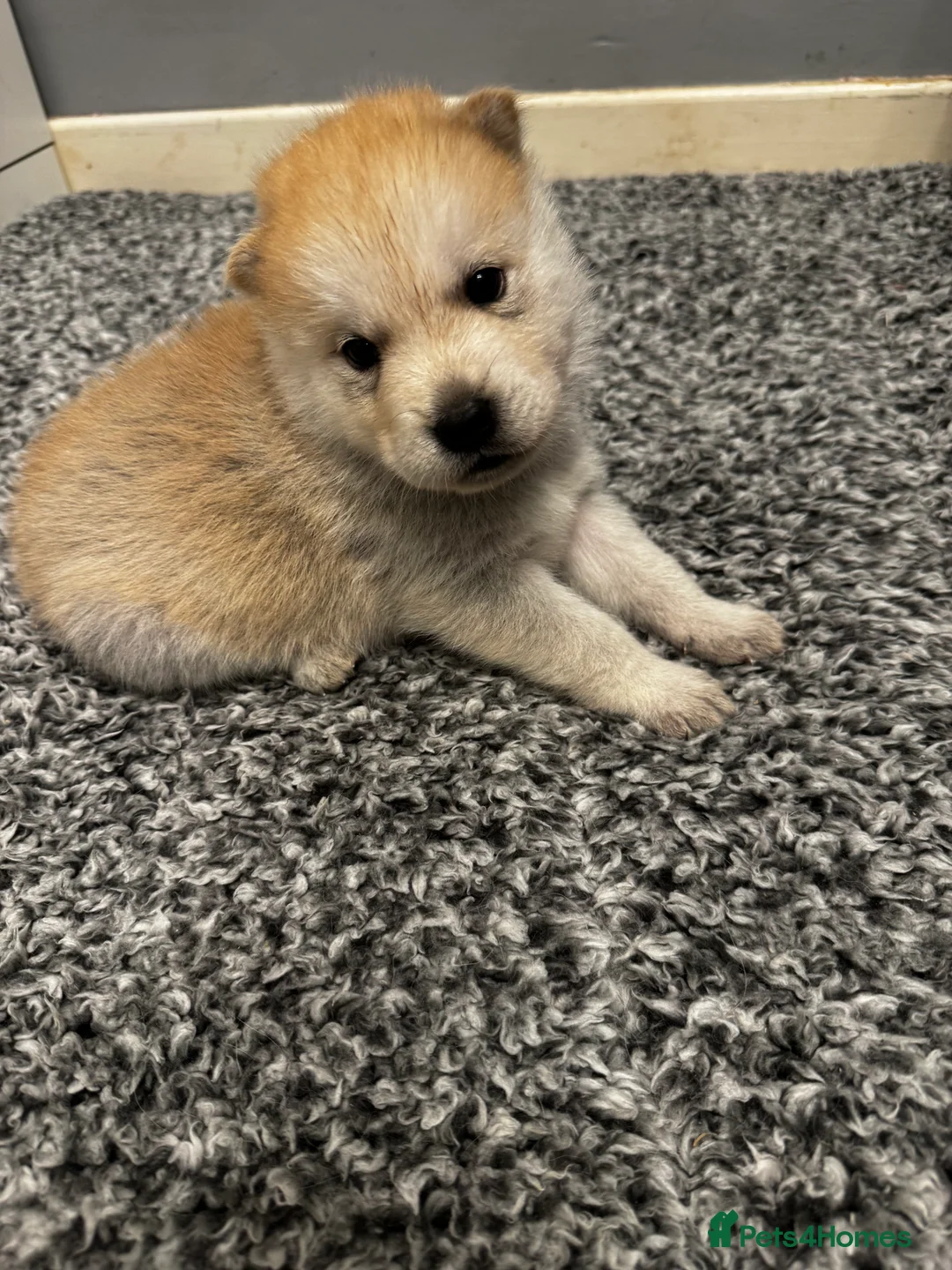 Mixed Breed dogs for sale: Chowski puppies for sale  - Advert 8