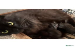 Maine Coon cats for sale: Maine coon kittens - Image 4