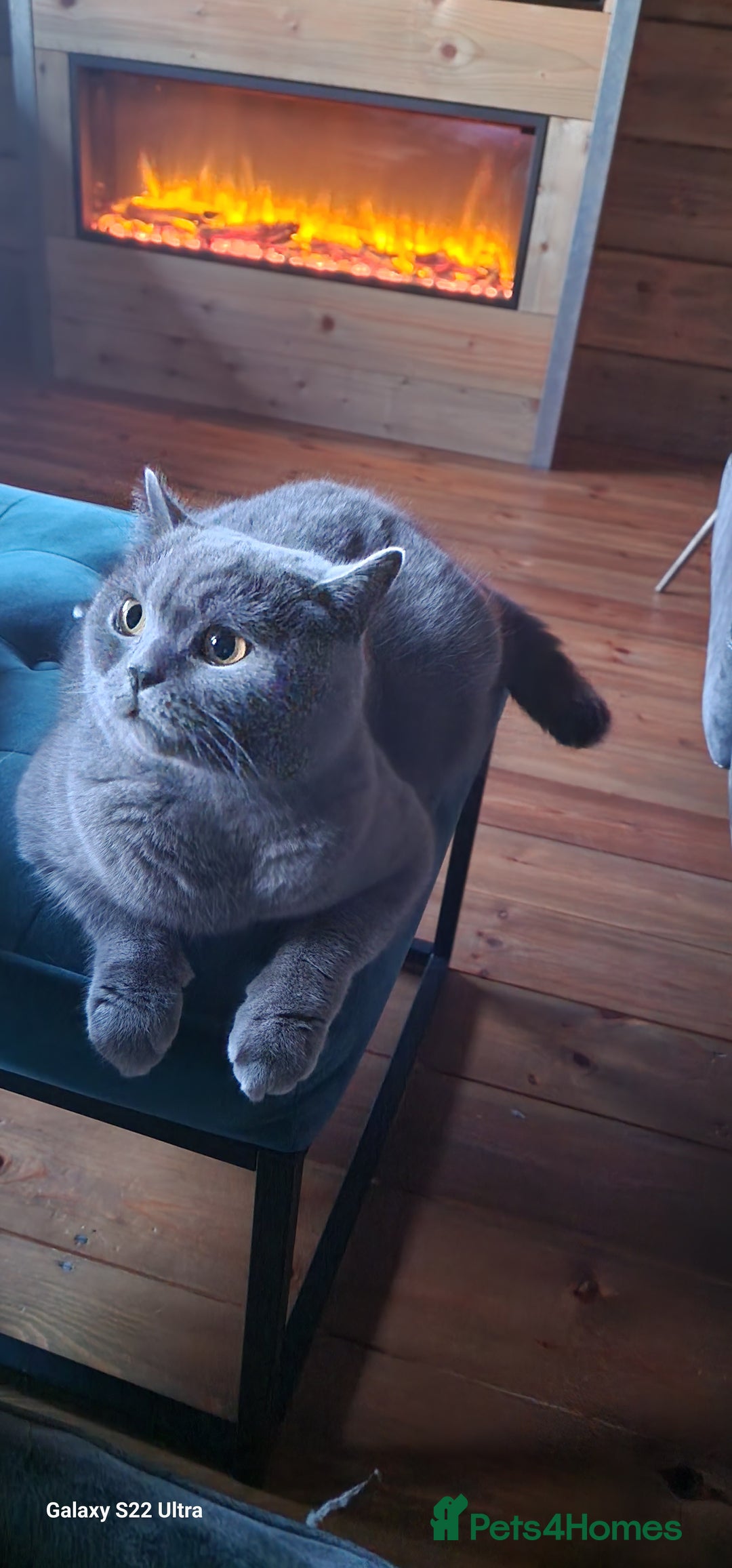 British Shorthair cats for sale: Kittens for sale - Image 12
