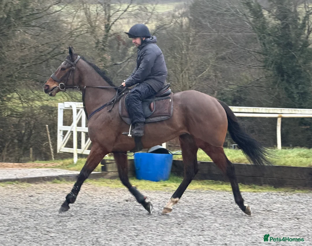 Irish Thoroughbred horses for sale: Rouge Endeavour - Quality on a budget  - Advert 1