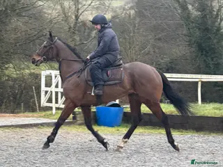 Irish Thoroughbred horses Rouge Endeavour - Quality on a budget - Advert 1