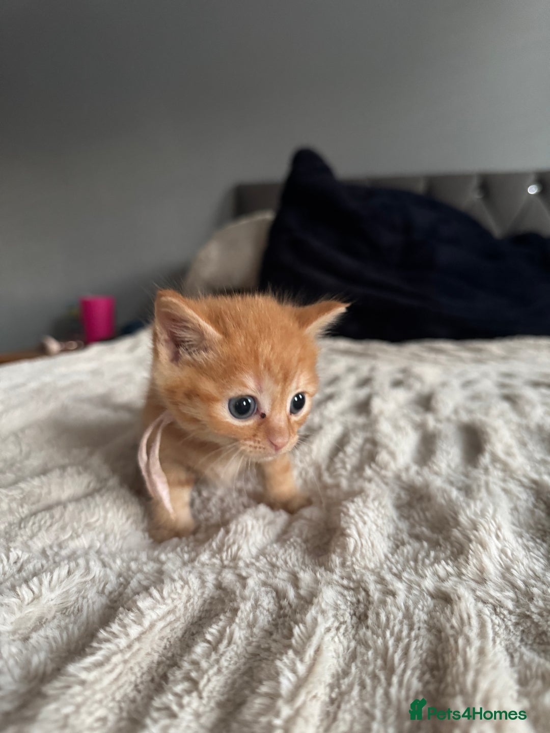 Domestic Shorthair cats for sale: 6 beautiful kittens - Image 27