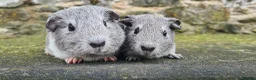 Guinea Pig rodents for sale: Californian and silver agouti baby guinea pigs. - Advert 8