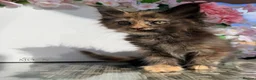 Maine Coon cats for sale: Ready now, Registered Maine Coon kittens - Advert 9