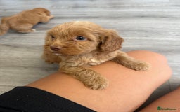 Cockapoo dogs for sale: STUNNING RED F1 COCKAPOO PUPPIES - Image 5