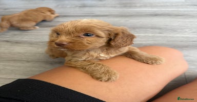 Cockapoo dogs - Advert 16