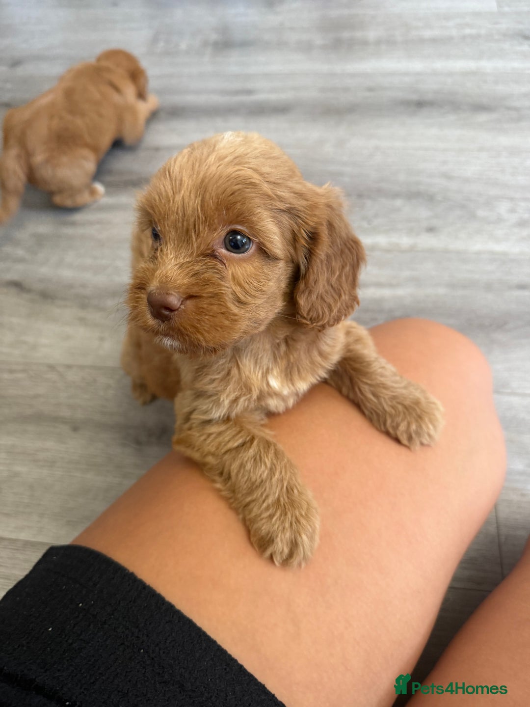 Cockapoo dogs for sale: STUNNING RED F1 COCKAPOO PUPPIES - Image 5