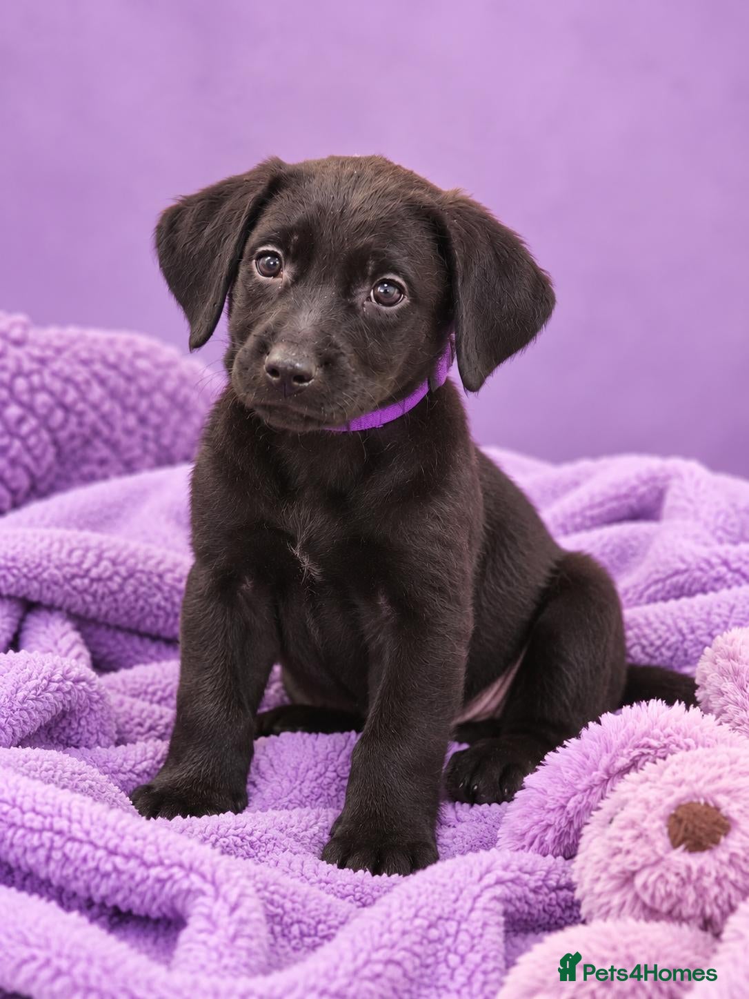 Labrador Retriever dogs READY TO LEAVE KC registered Labrador retrievers - Advert 10