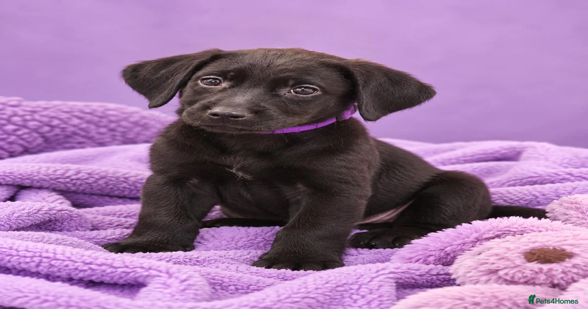 Labrador Retriever Puppies for sale in Diss, Norfolk | Pets4Homes