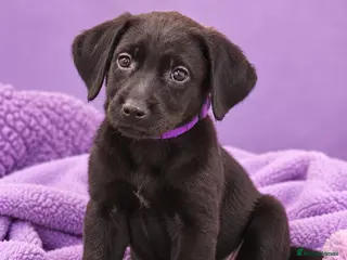 Labrador Retriever dogs READY TO LEAVE KC registered Labrador retrievers - Advert 1