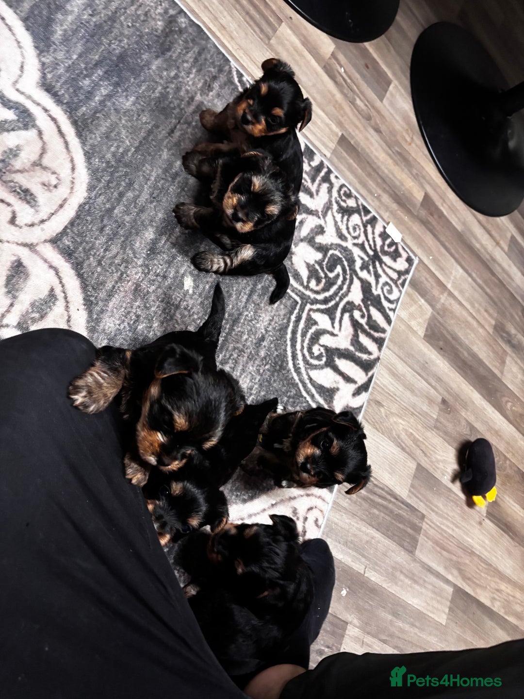 Yorkshire Terrier dogs for sale: Puppy🐶 - Advert 11