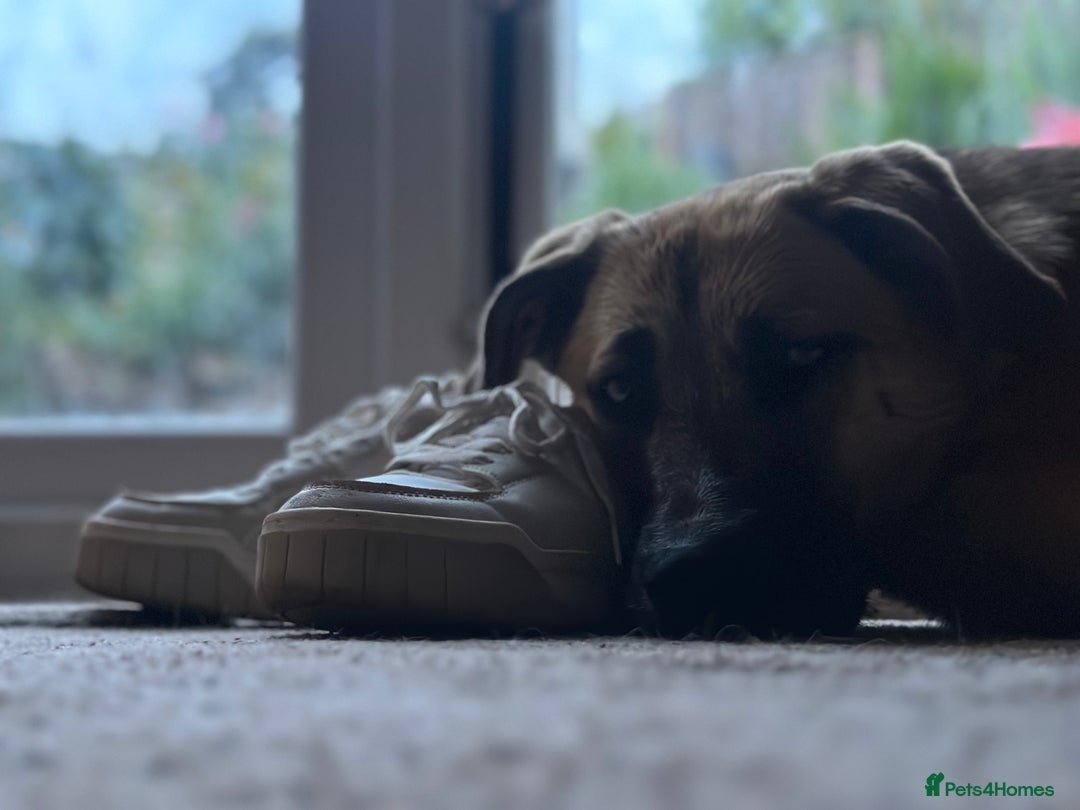 Shepsky dogs for sale: Beautiful Girl for Rehoming  - Advert 10