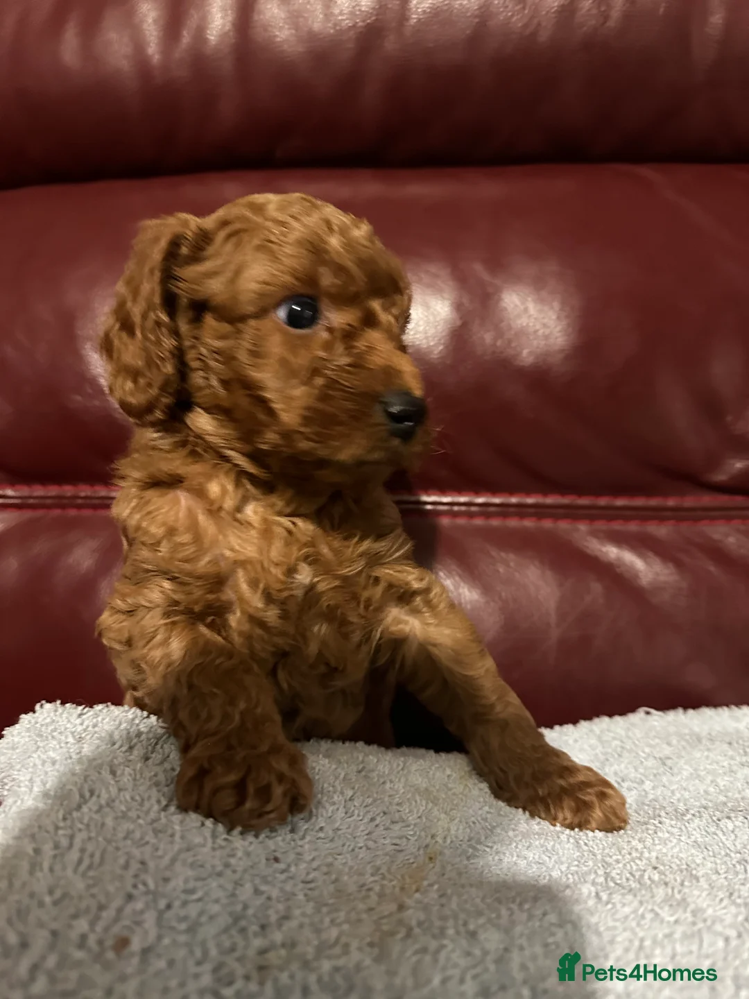 Cockapoo dogs for sale: 4left ready to leave 13th Feb - Advert 12