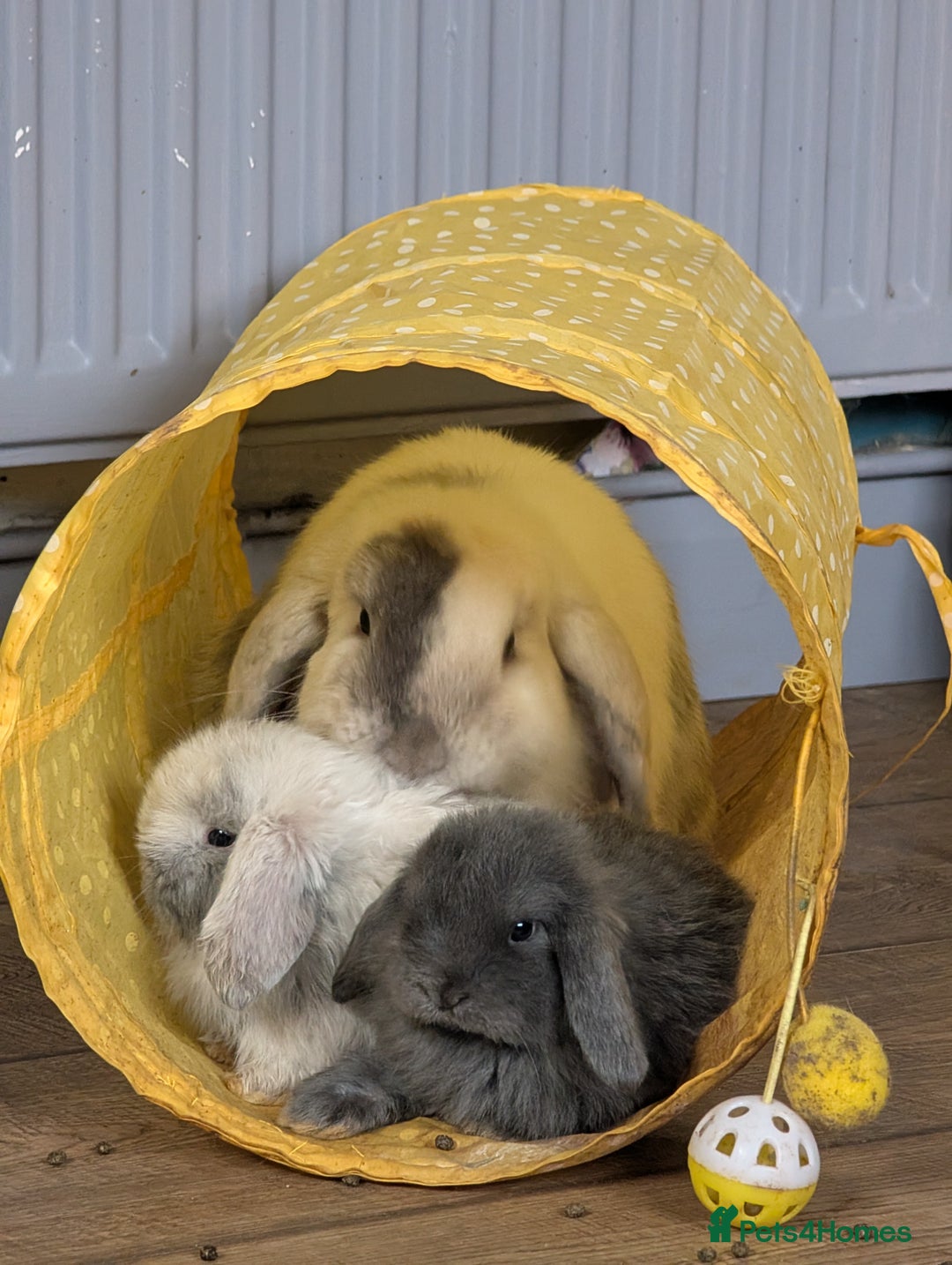 Mini Lop rabbits for sale: Mini Lops £70  - Advert 11