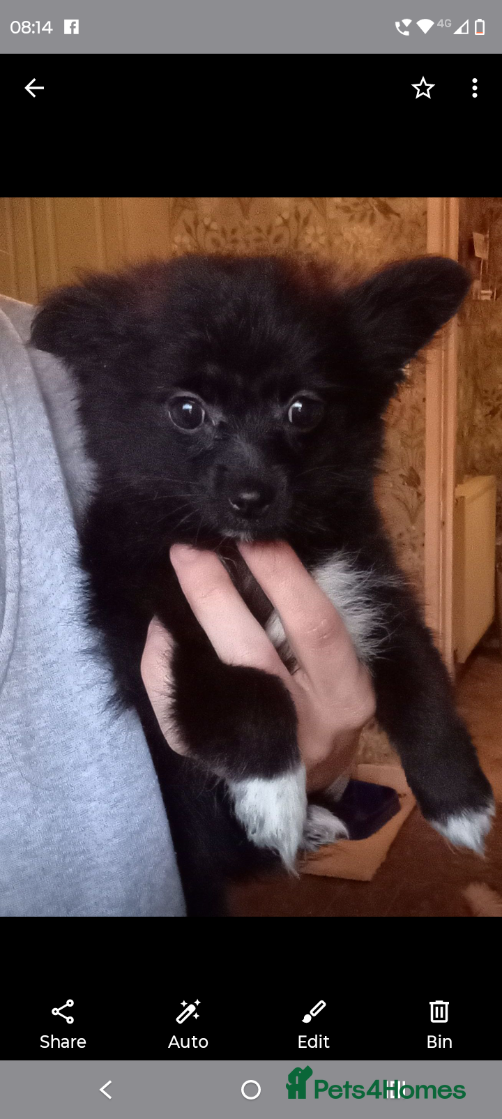 Mixed Breed dogs Pomeranian cross beautiful girl read advert - Advert 1