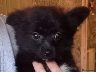 Mixed Breed dogs Pomeranian cross beautiful girl read advert - Advert 1