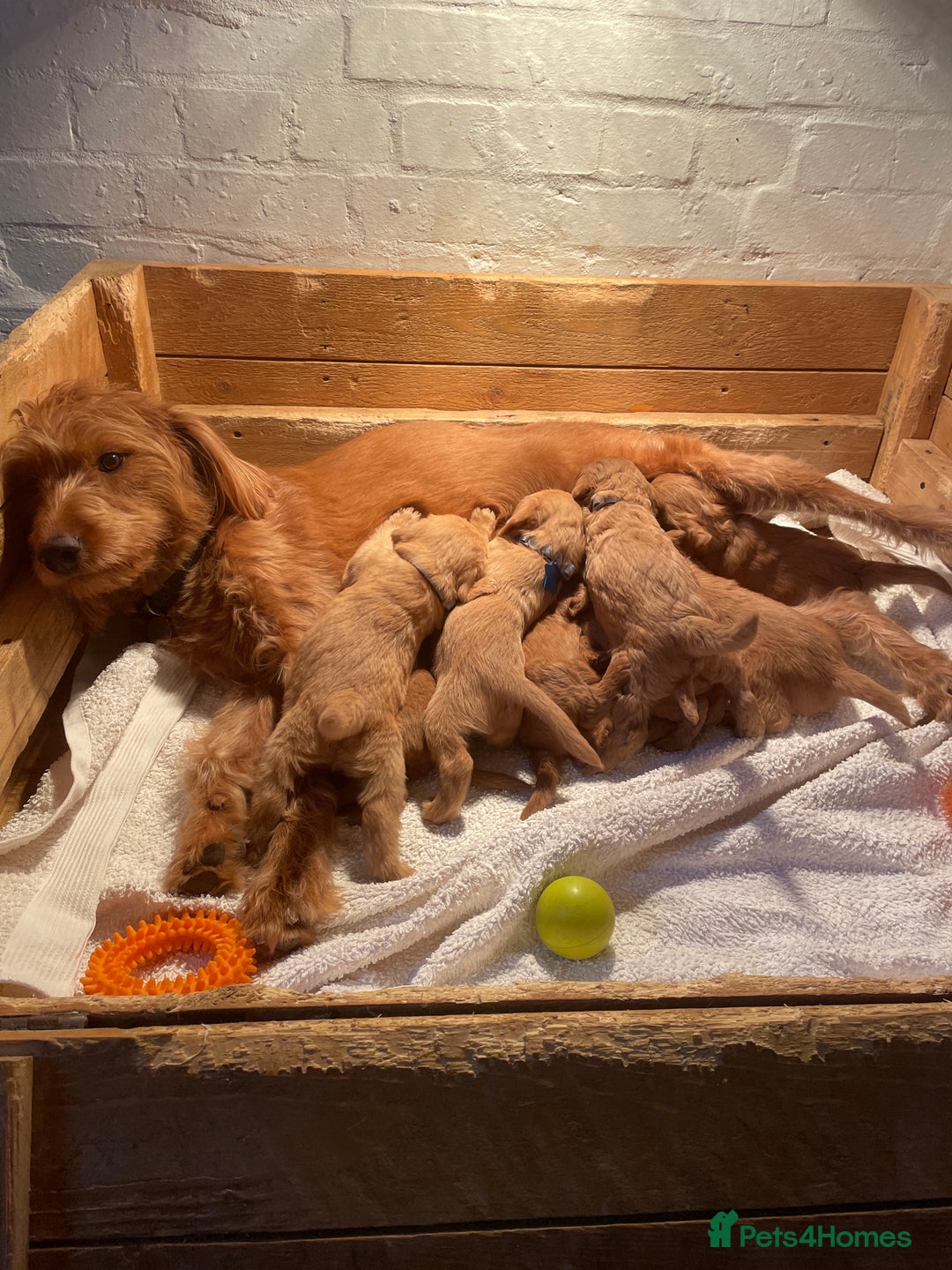 Labradoodle dogs for sale: Labradoodle Fox Red ❤️💞❤️Health check - Image 15