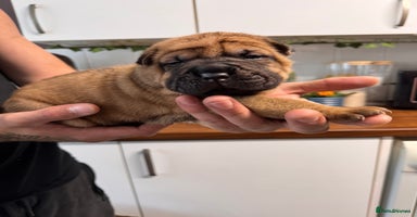 Shar Pei dogs - Advert 2