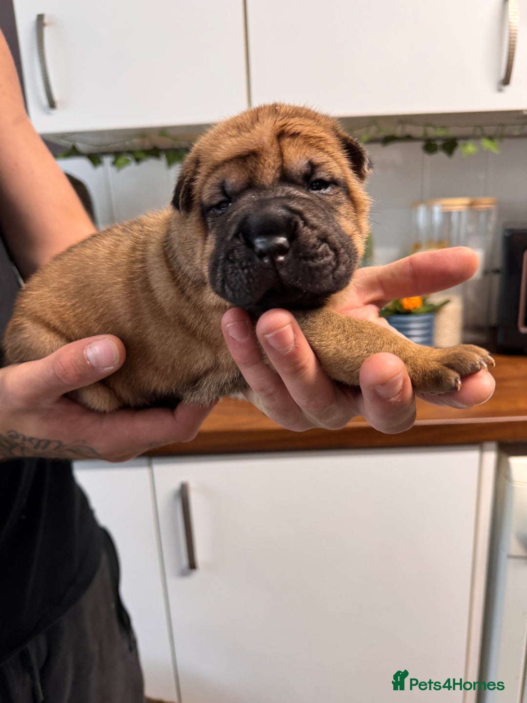 Shar Pei dogs for sale: Sharp pie puppies  - Image 2