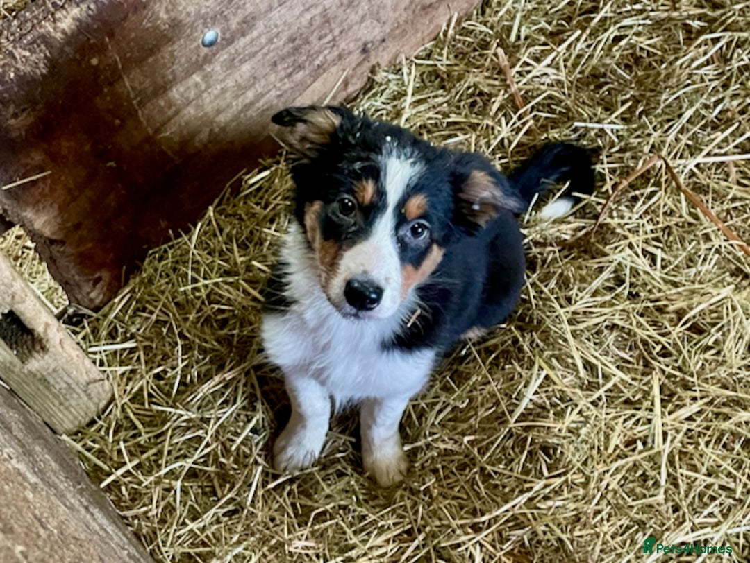 Mixed Breed dogs for sale: Welsh Sheepdog Cross Puppies - Advert 7