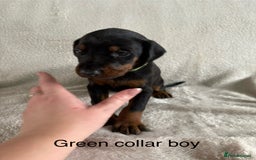 Dobermann dogs for sale: Beautiful European KC reg Doberman Puppies - Image 25