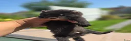 Ferret rodents for sale: 2 beautiful self black Ferret Kits - Advert 1