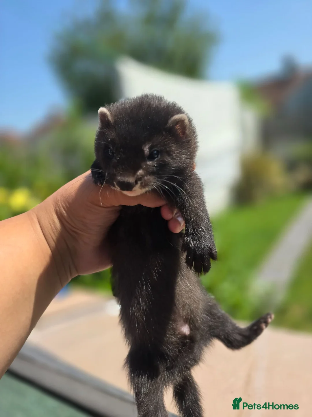 Ferret rodents for sale: 2 beautiful self black Ferret Kits - Advert 1