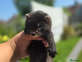Ferret rodents 2 beautiful self black Ferret Kits - Advert 1