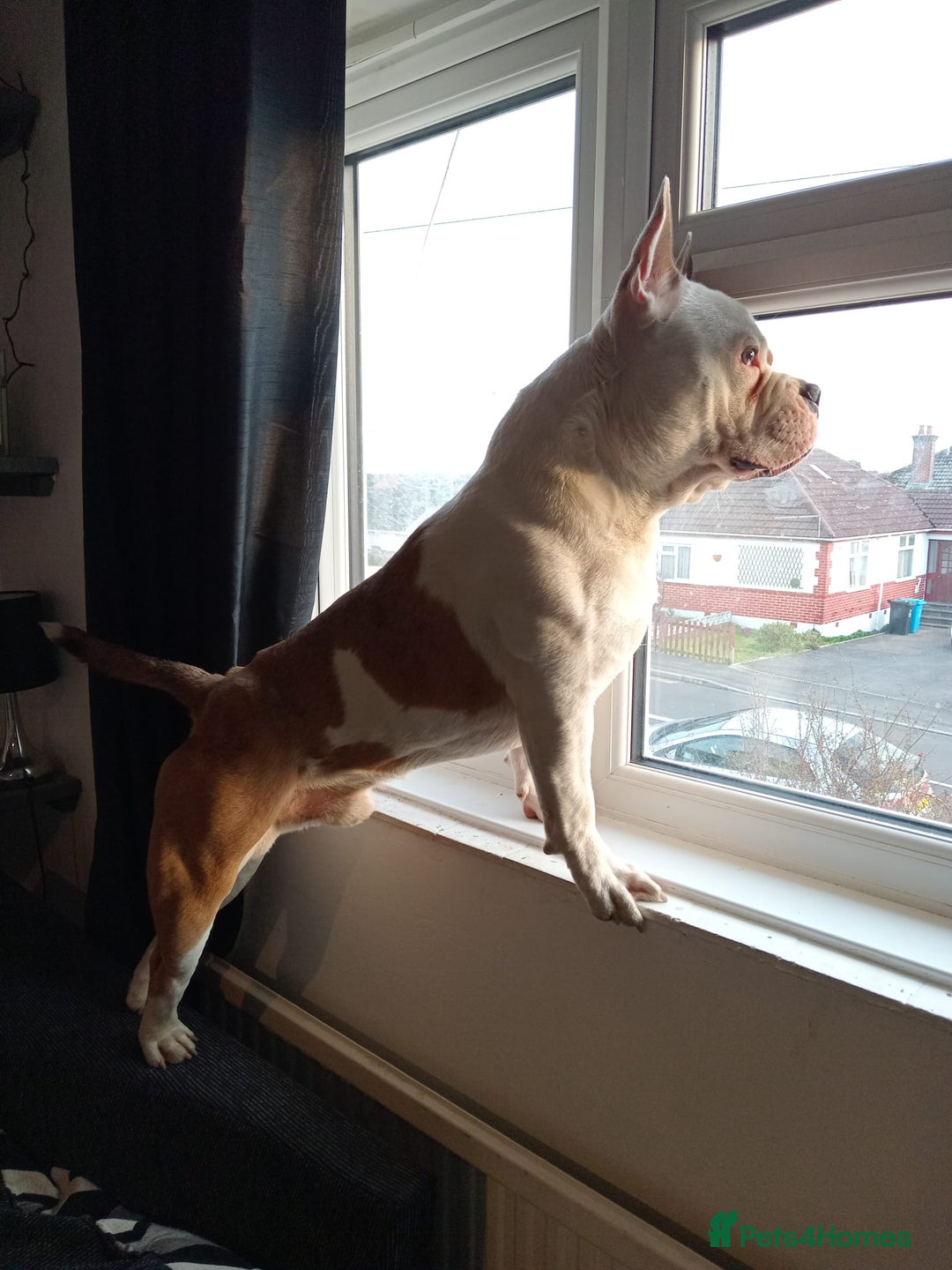 Mixed Breed dogs for sale: French bulldog cross pocket bully - Image 10