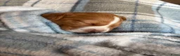 Cocker Spaniel dogs for sale: Golden girl cocker spaniel  in Reading - Advert 3