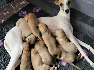 Whippet dogs 8 KC gorgeous pups, 4 boys & 1 girl available. - Advert 16