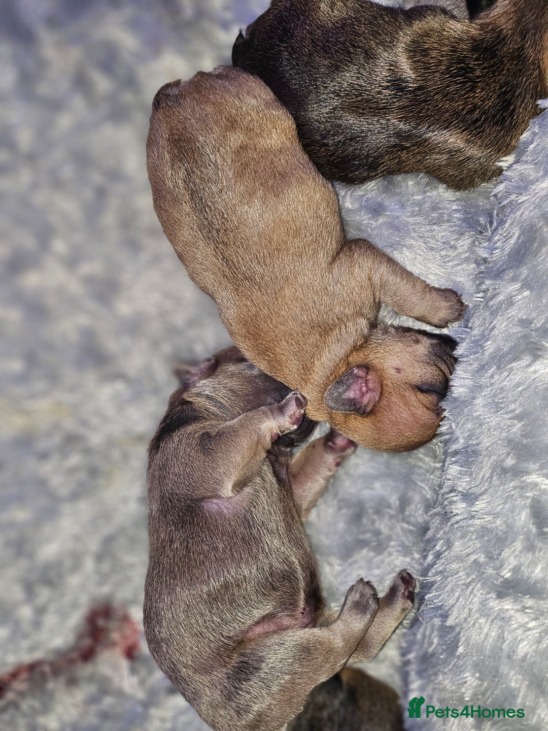 French Bulldog dogs for sale: Gorgeous french bulldogs - Image 19