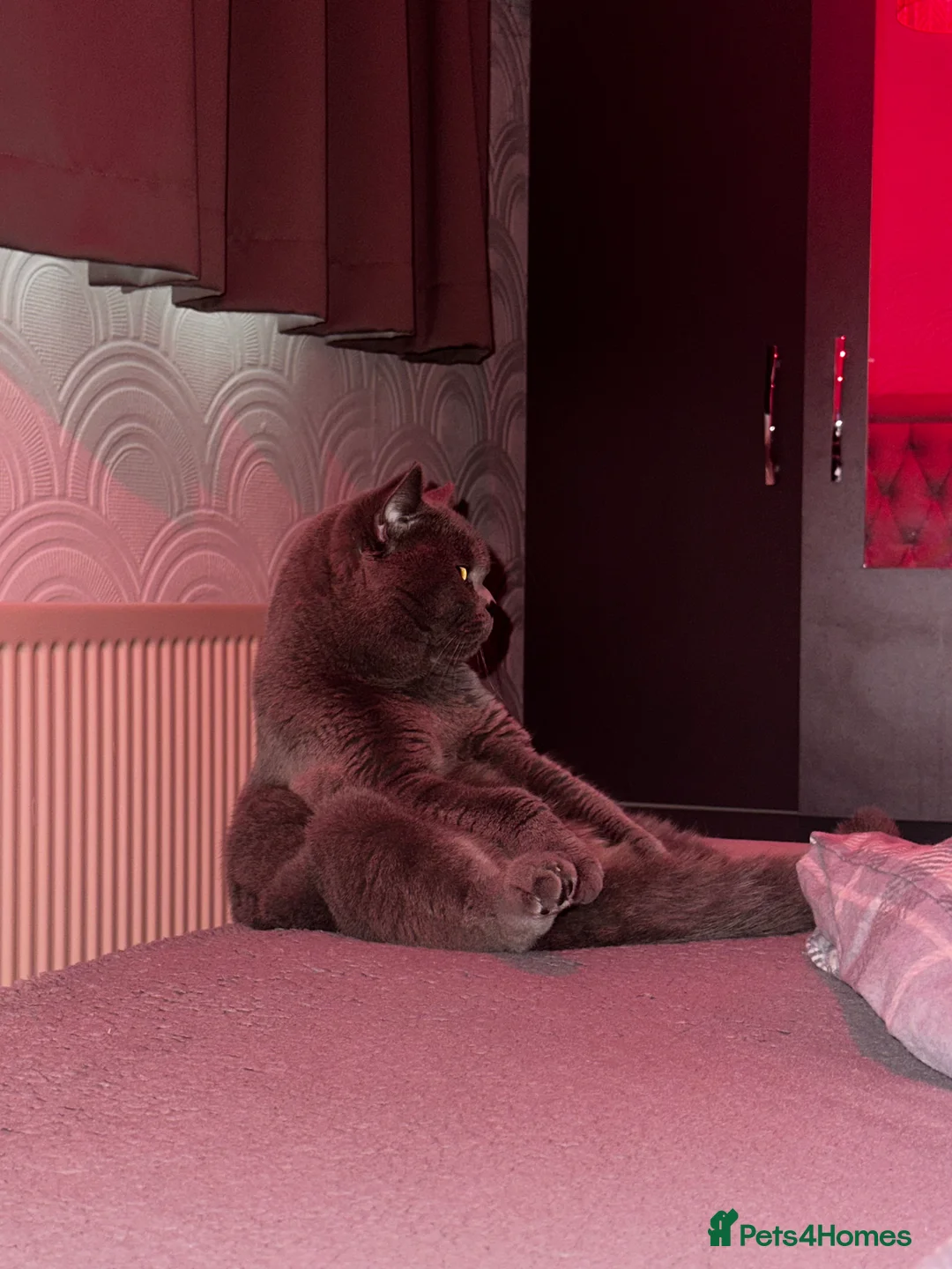 British Shorthair cats for stud: Cat for stunning in Rugby - Advert 2