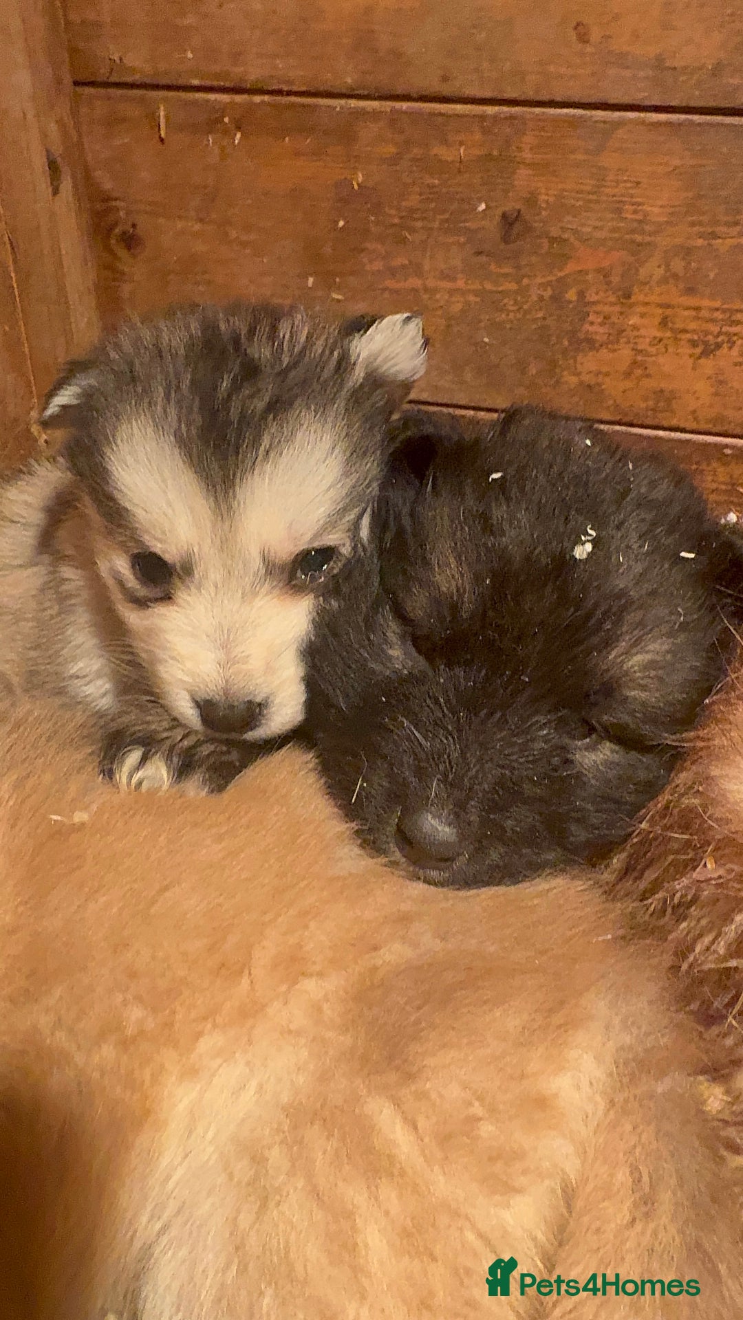 Mixed Breed dogs for sale: Alaskan malamute x German shepherd puppies  - Advert 8