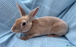 Rex rabbits for sale: Adult and babies  - Image 8