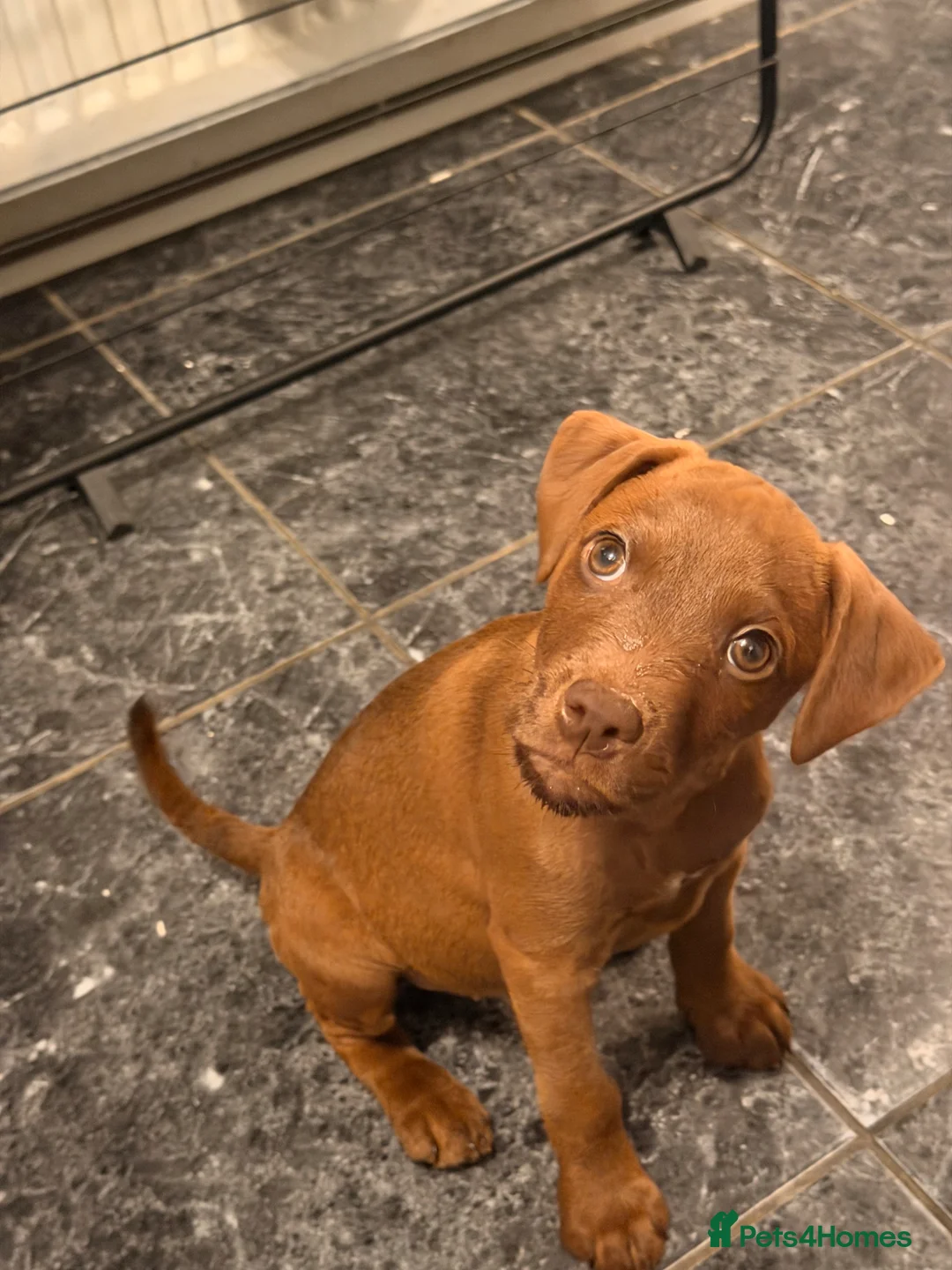 Mixed Breed dogs for sale: Patterdale x Wheaton - Advert 2