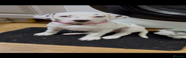 Dalmatian Puppy 8